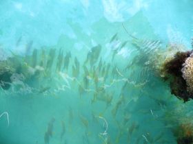 Fish under our dock in Bastimentos, Panama – Best Places In The World To Retire – International Living